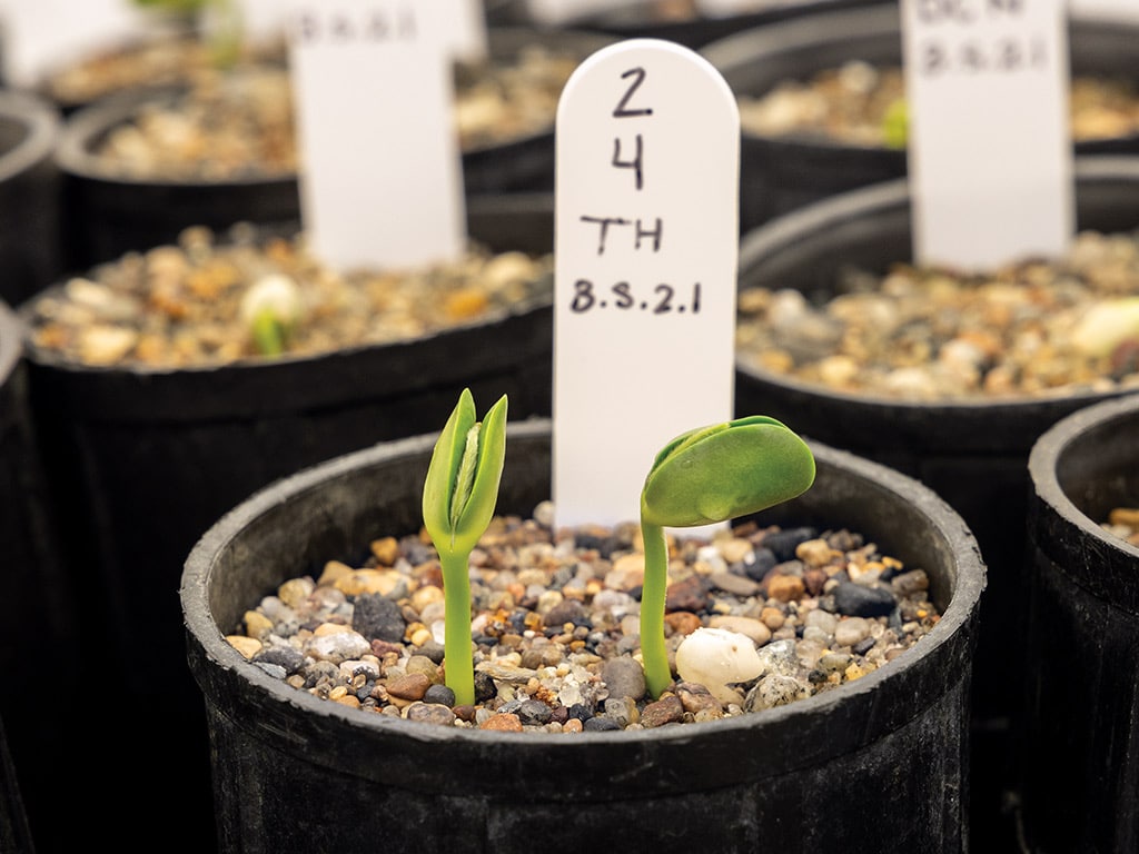 Soybean seedling marked with variety number label 