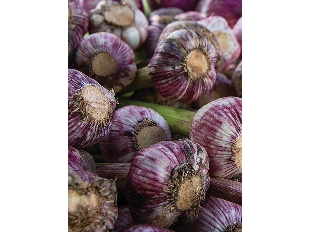  closeup of heads of garlic