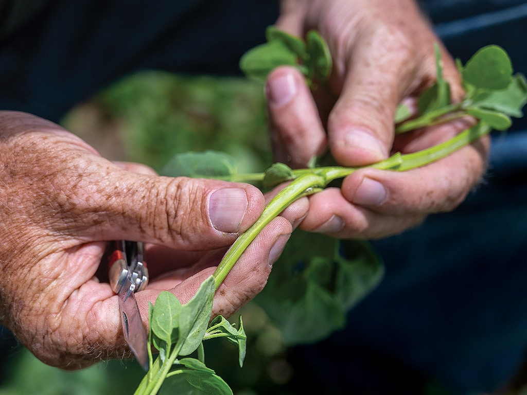 Closeup of fingerling potato plant being examined in hands with lock knife