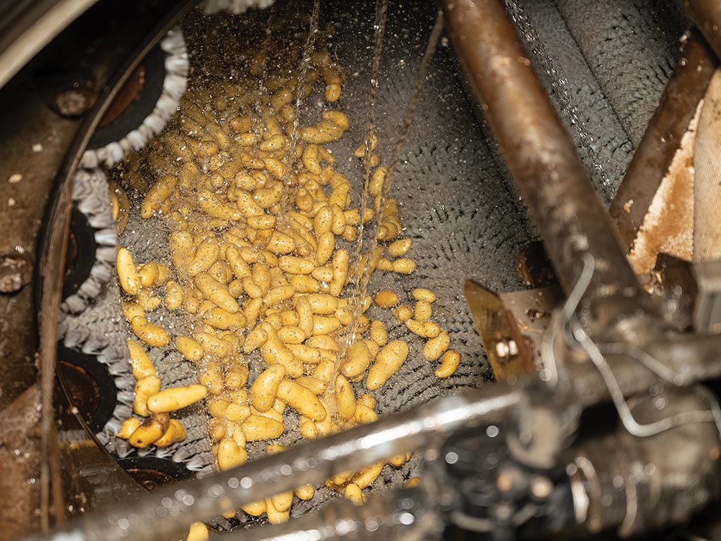  fingerling potatoes in cleaning machine with water pouring down on them
