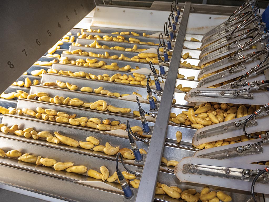  fingerling potatoes in sorting machine