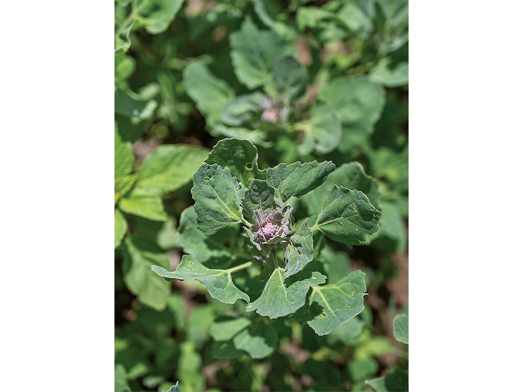  closeup of fingerling potato plant bud