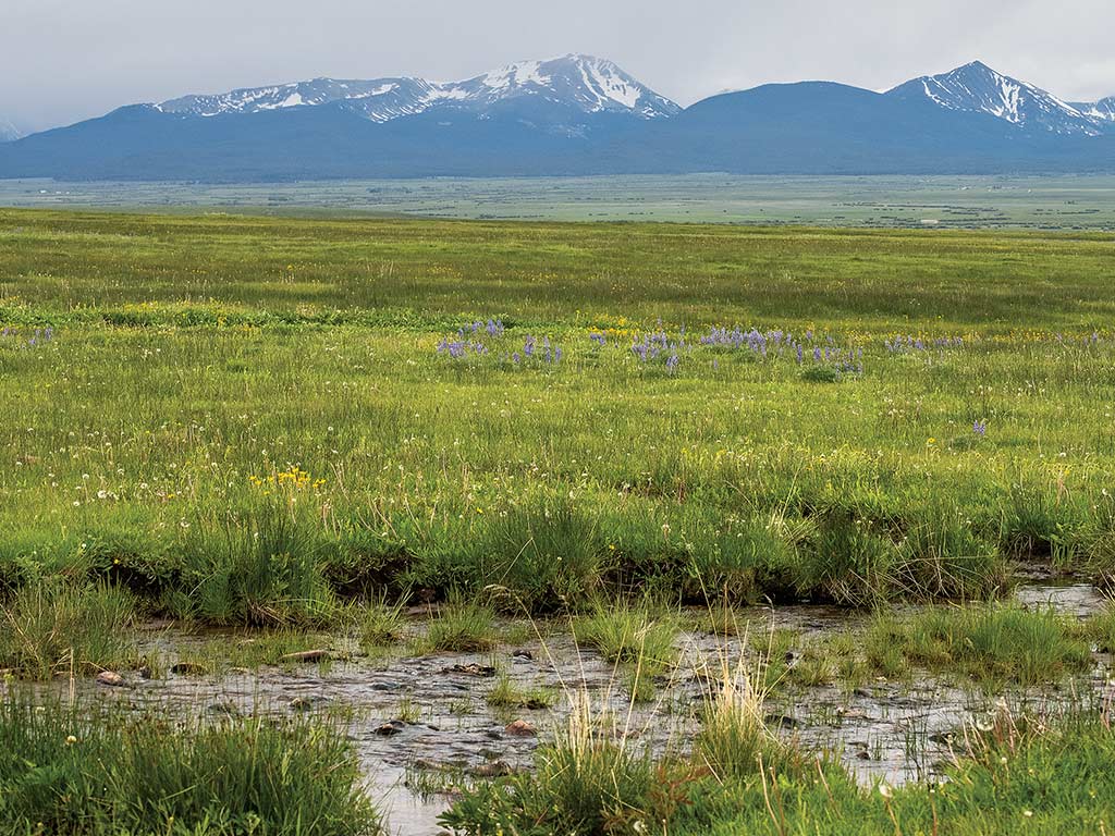 A stream surrounded by wild grass with mountains in the background 