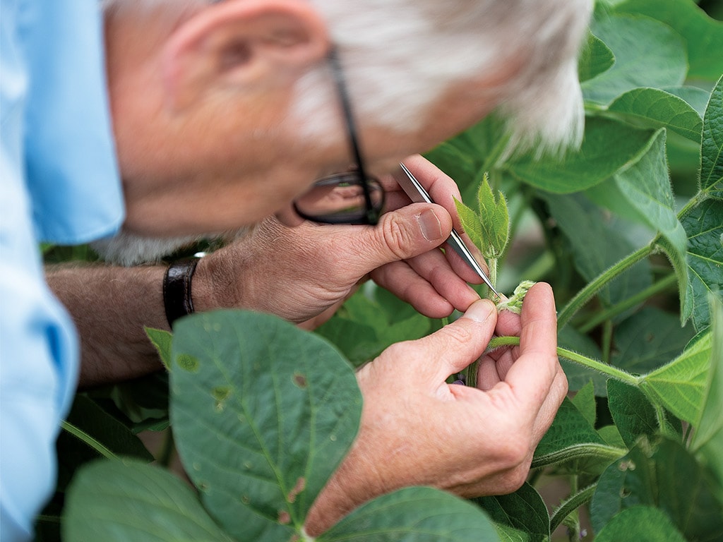 closeup of person with white hair tweezing the stem of a plant