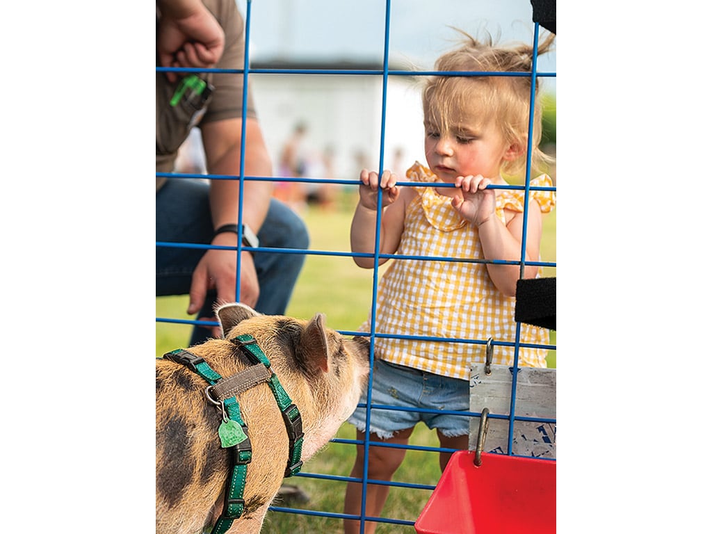  little girl holding onto fence with a small tan pig on the other side
