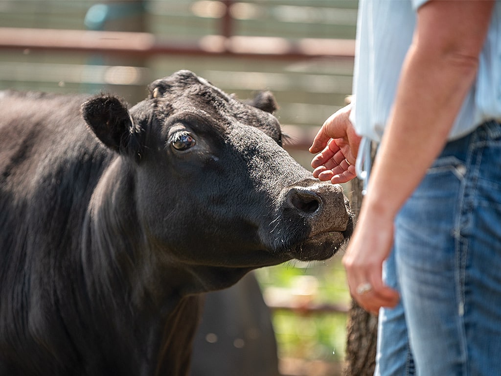  a person holding out their hand for a black cow to smell