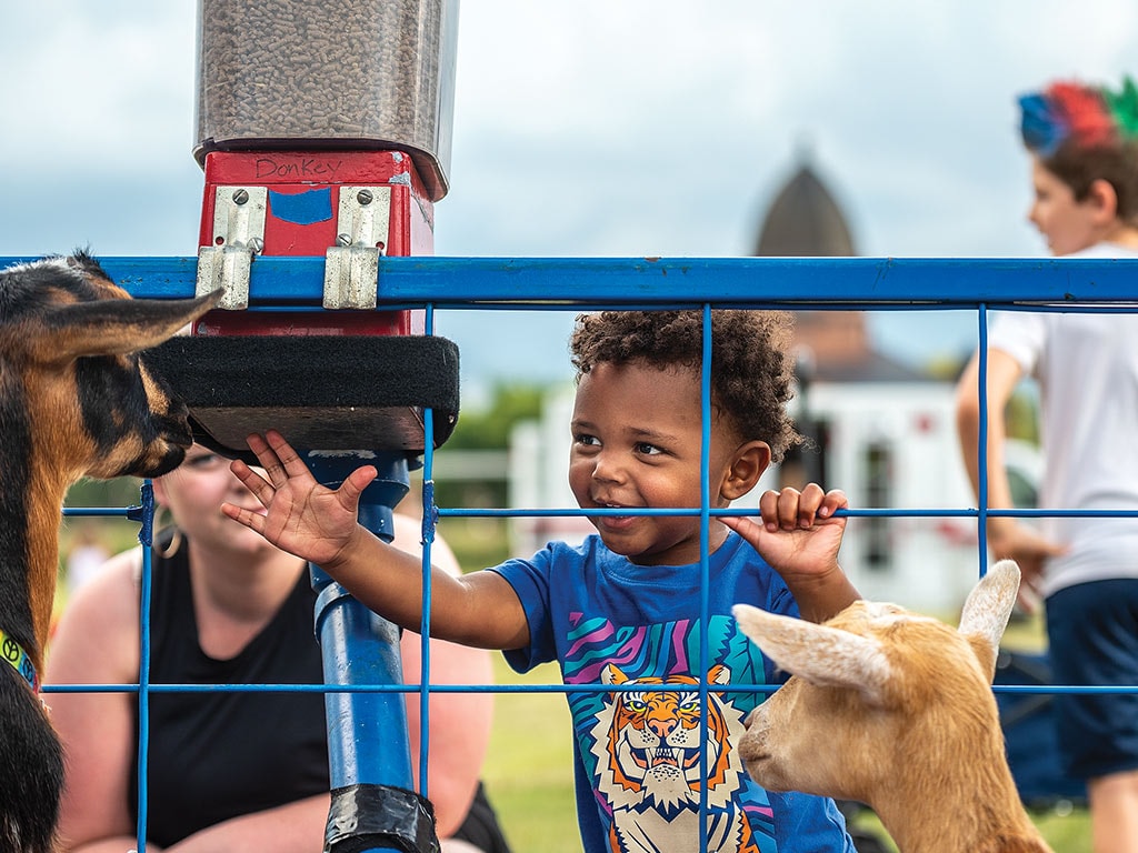  a child reaching through a fence to touch a goat