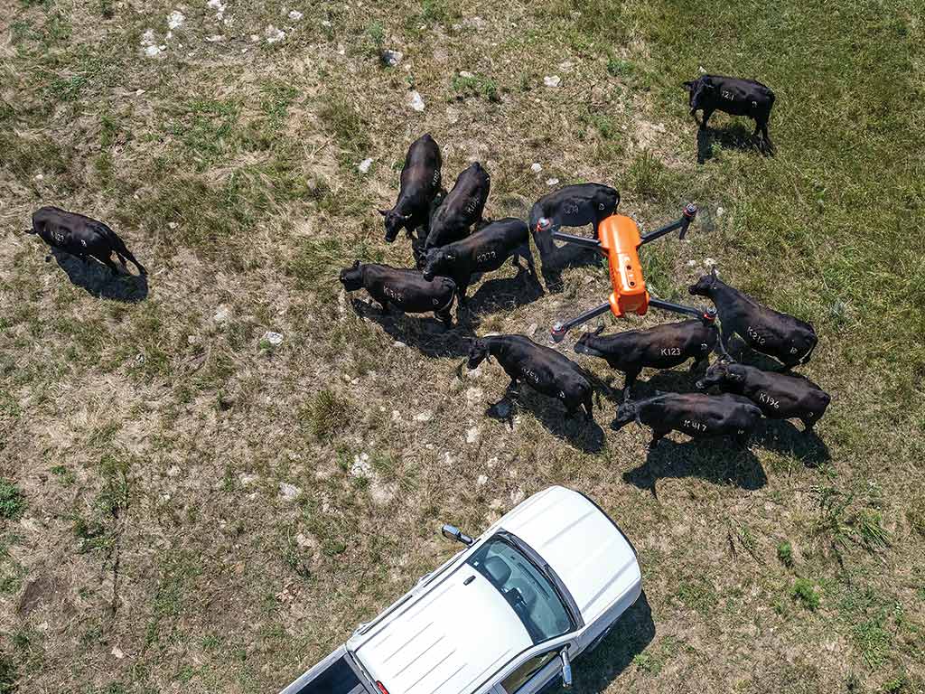 Arial shot of cattle in the farm