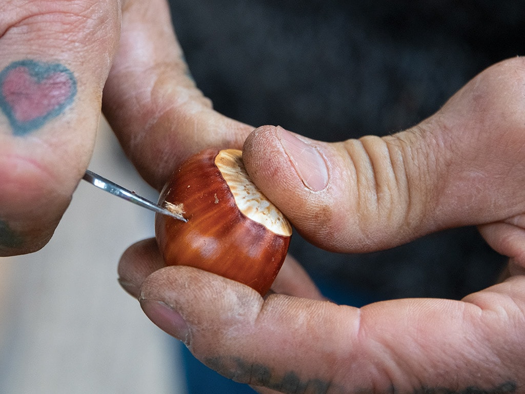  closeup of knife slicing into chestnut husk