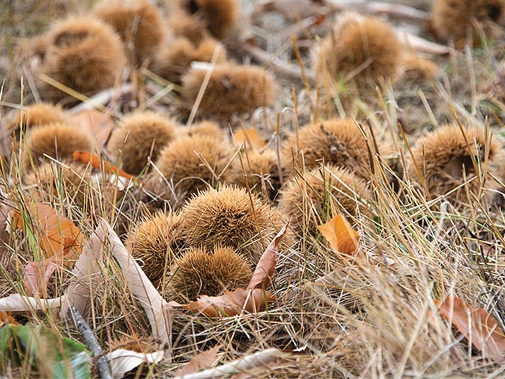  closeup of fallen ripe chestnuts is dead grass