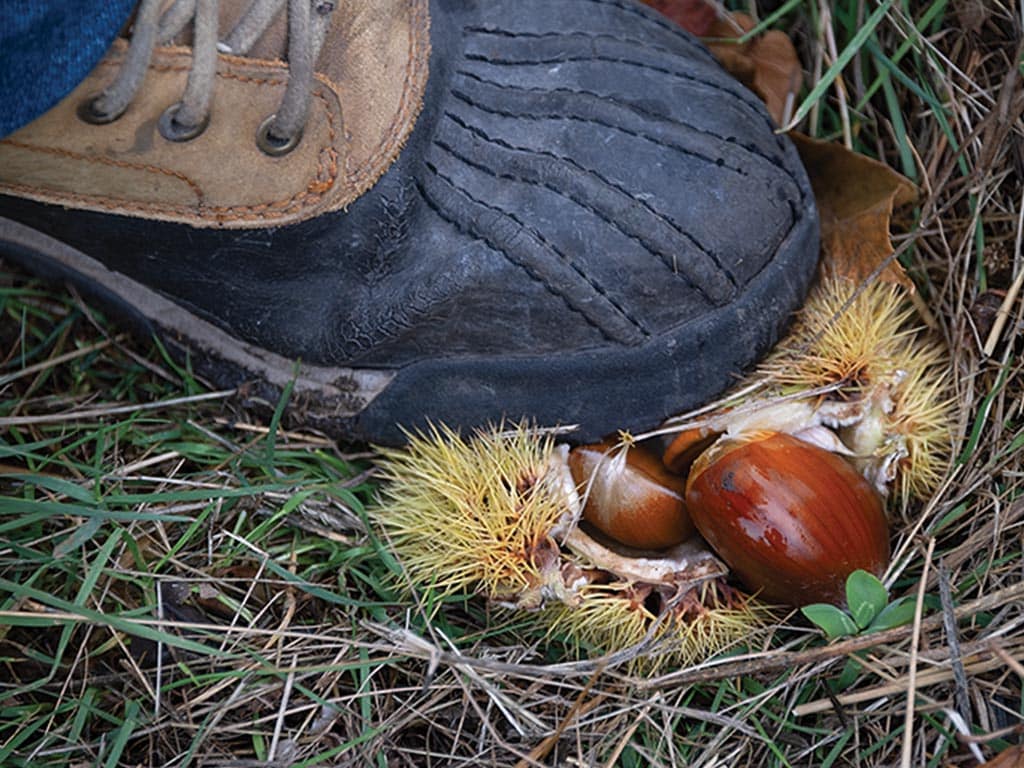  closeup of boot exposing chestnuts on the ground among burrs