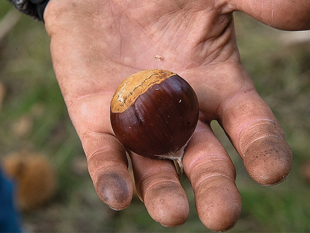  closeup of chestnut in a hand