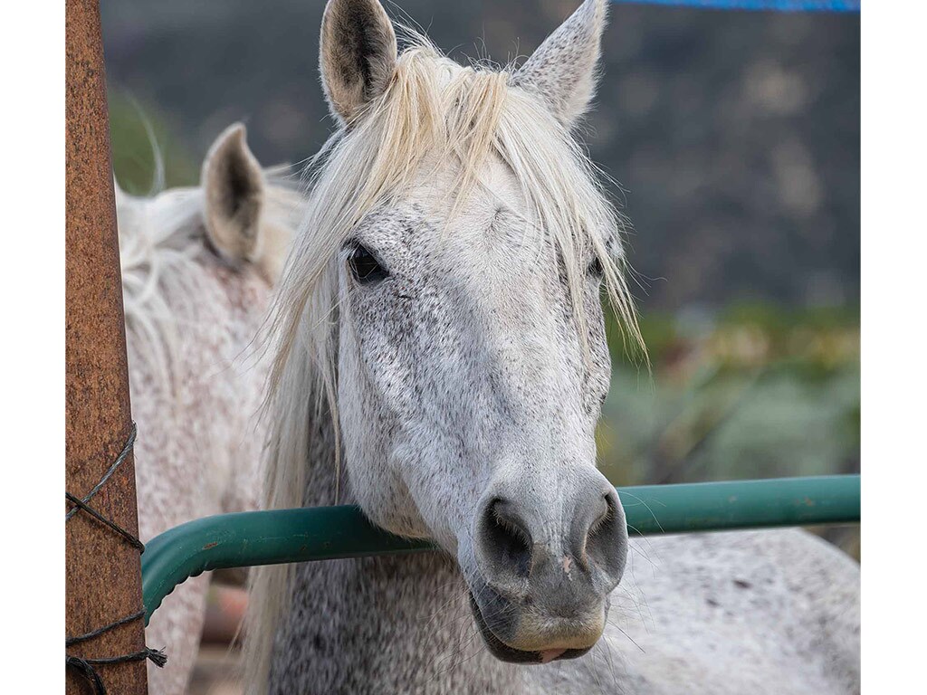 white horse resting its chin on a green metal bar