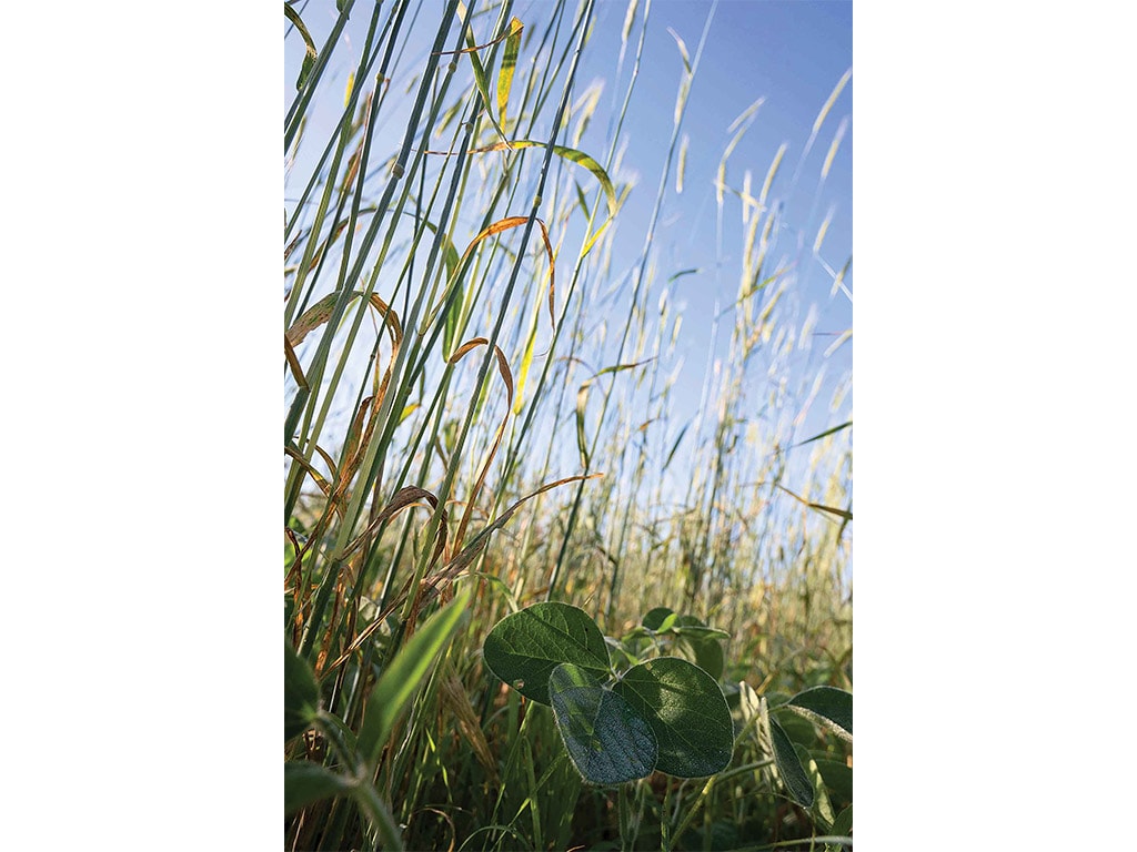 prairie greenery with sunlight and sky