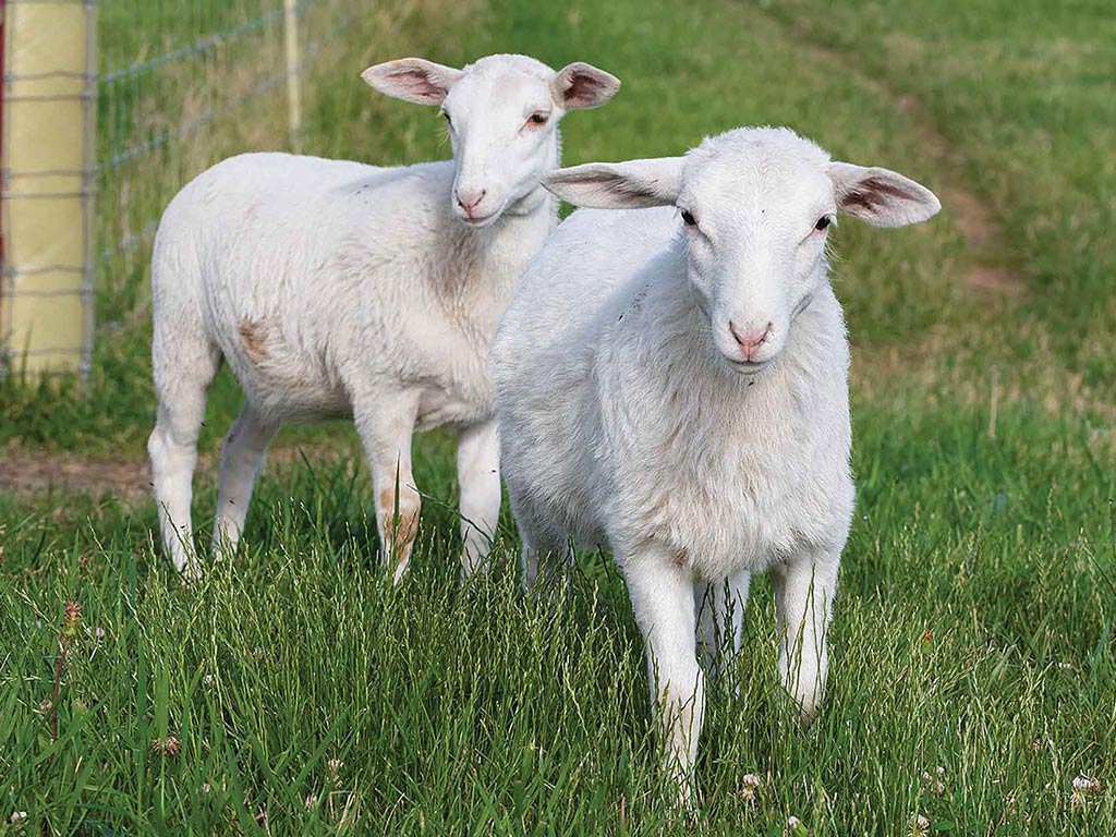 two white lambs