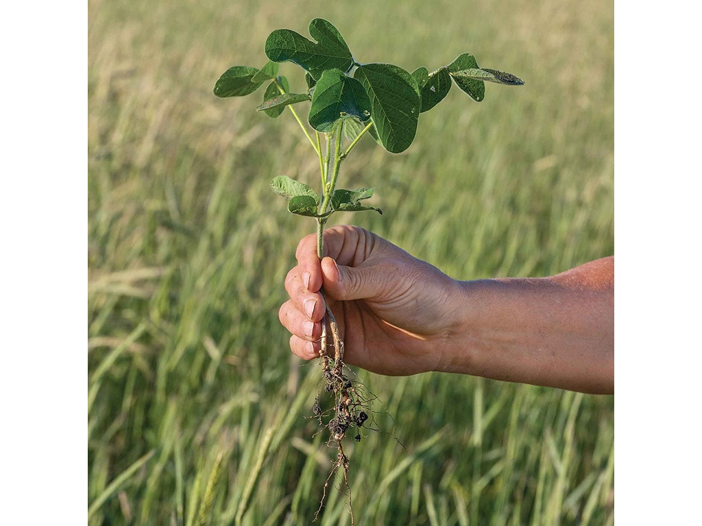 hand holding a soybean plant with the root attached