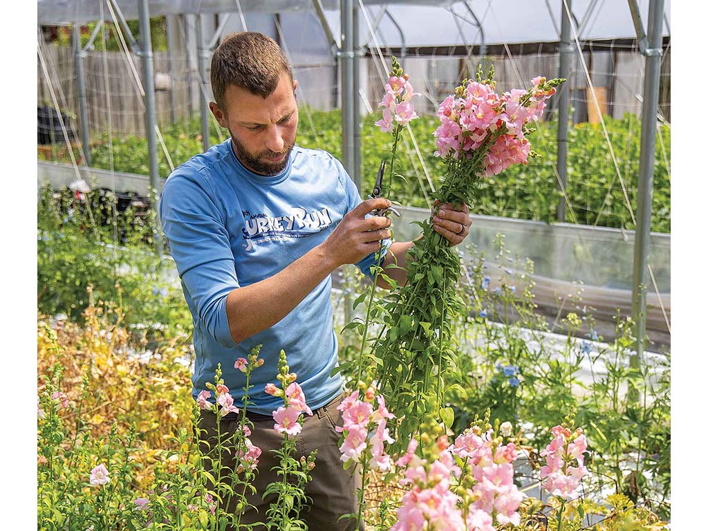 man in light blue t-shirt harvesting snap dragons