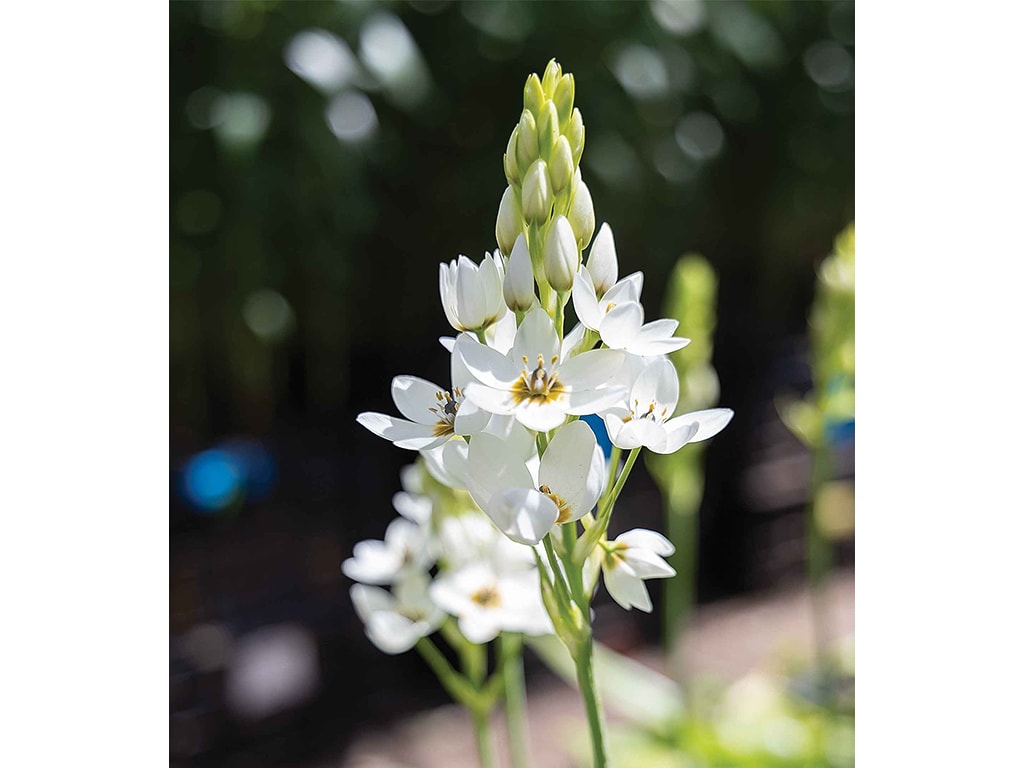 white snap dragon flower with sun shining above it