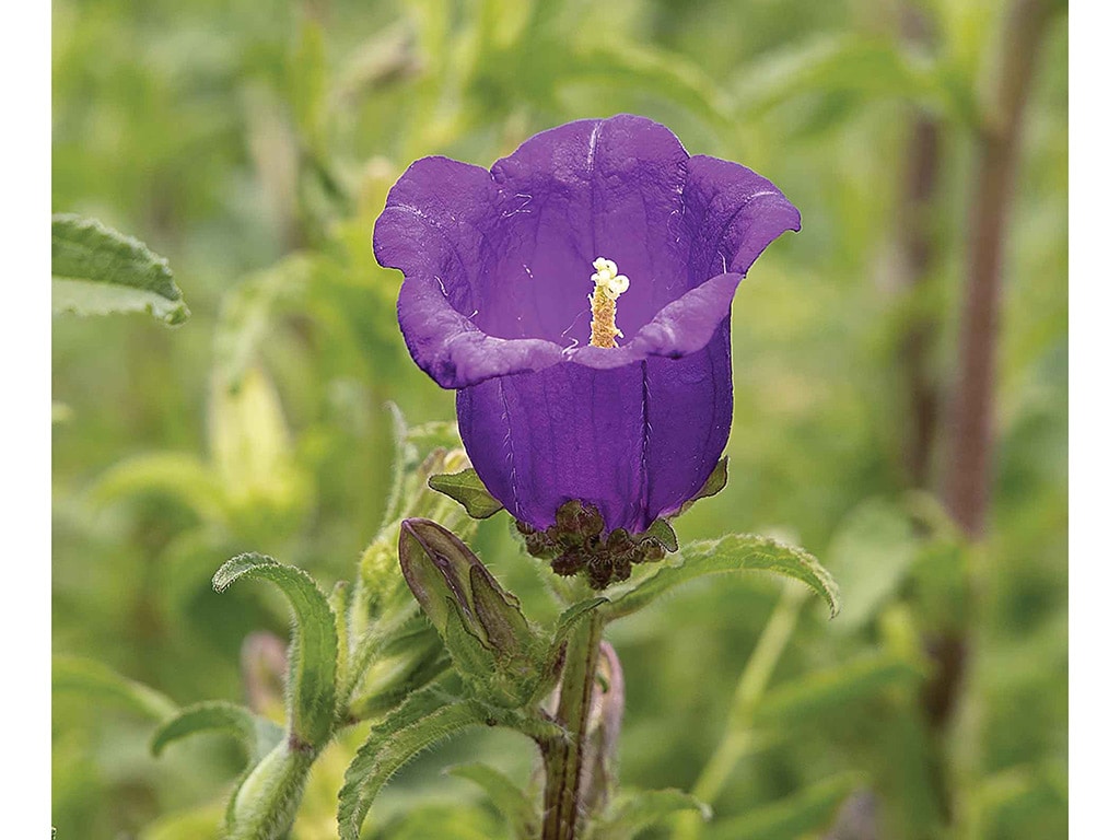 up close purple bell-shaped campanula flower
