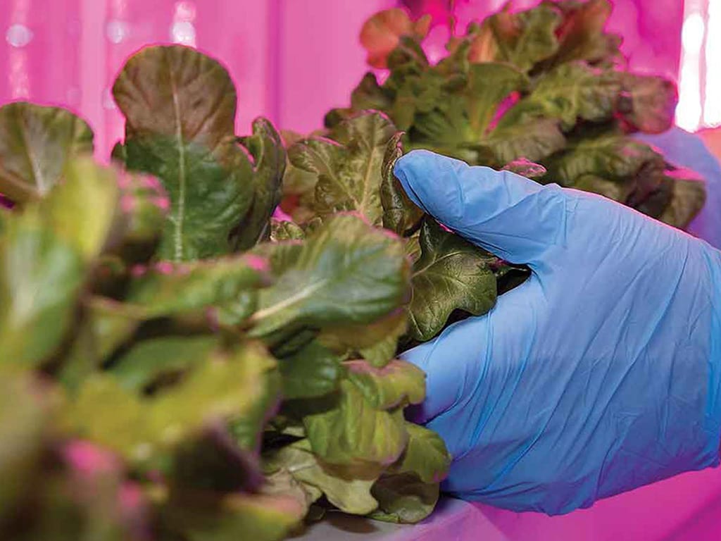 closeup of nitrile-gloved hands holding leafy greens