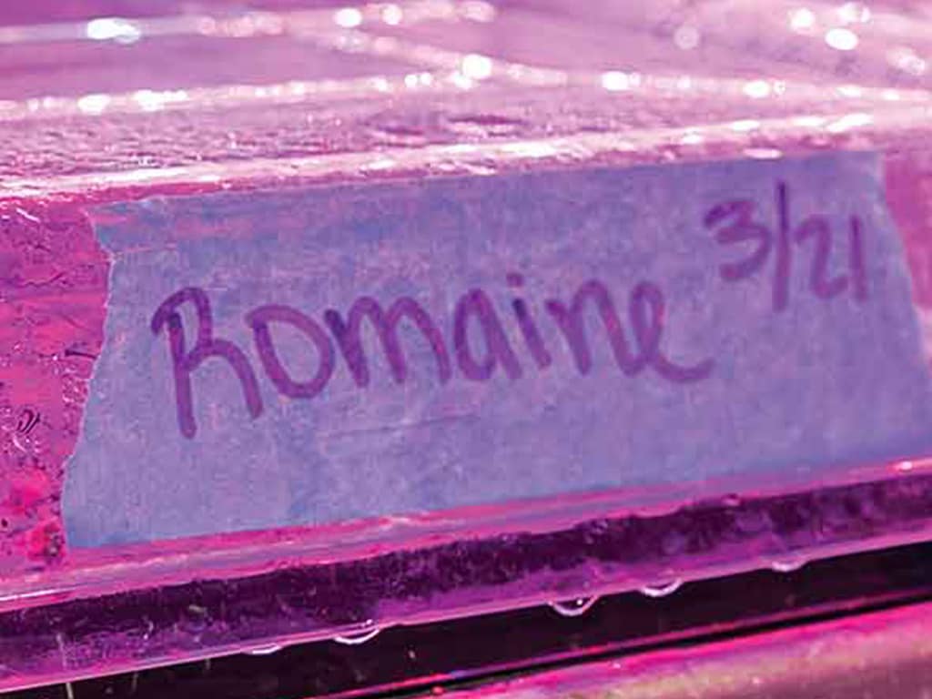 closeup of damp seedling container under UV light with blue painters tape on it labeled romaine