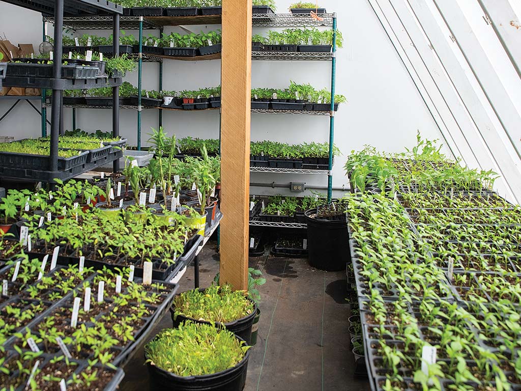 varied vegetables in growing containers on tables and in shelving units along the wall of the greenhouse