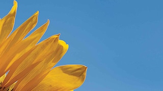 cloudless blue sky with sunflower in bottom left corner