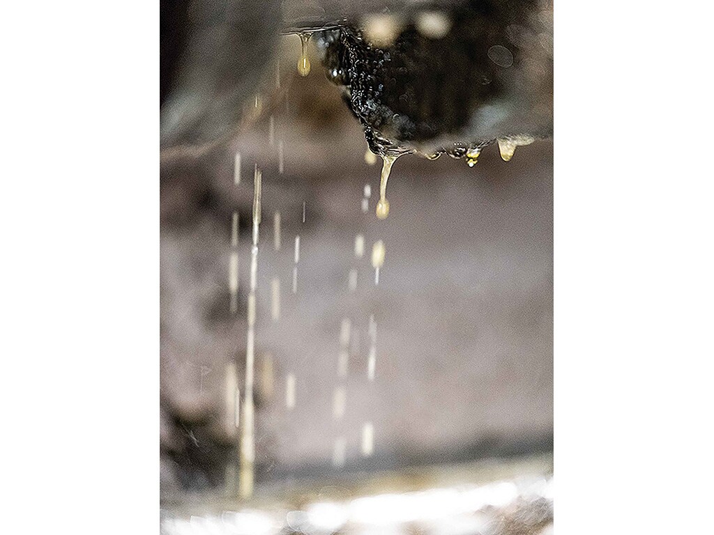 sunflower oil dripping from a cold press