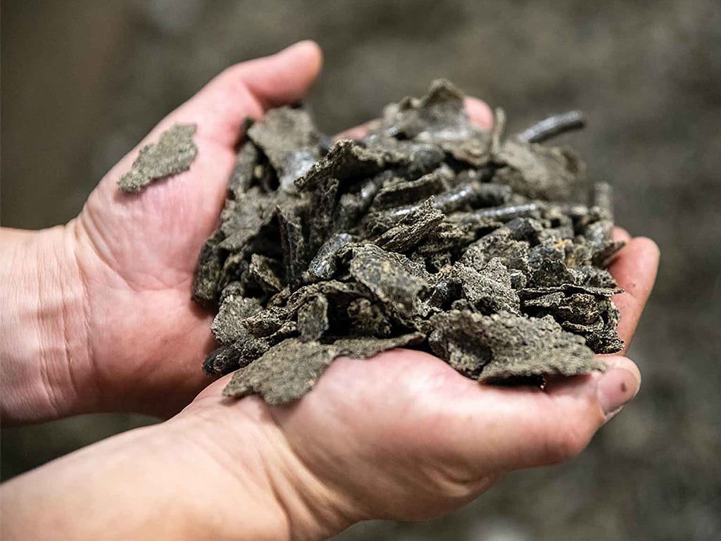 two hands holding pressed sunflower seeds