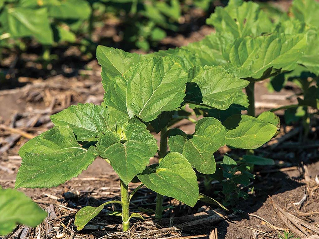 closeup of a developing sunflower