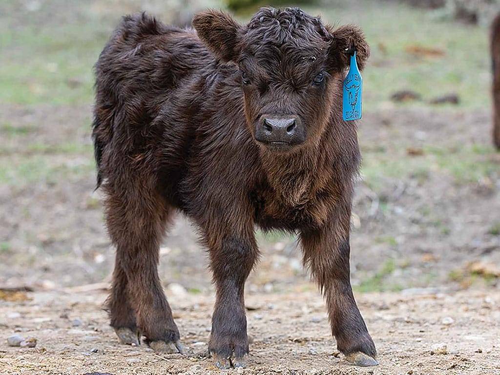 Miniature Highland calf