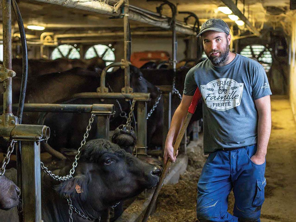 closeup of water buffalo in dairy facility