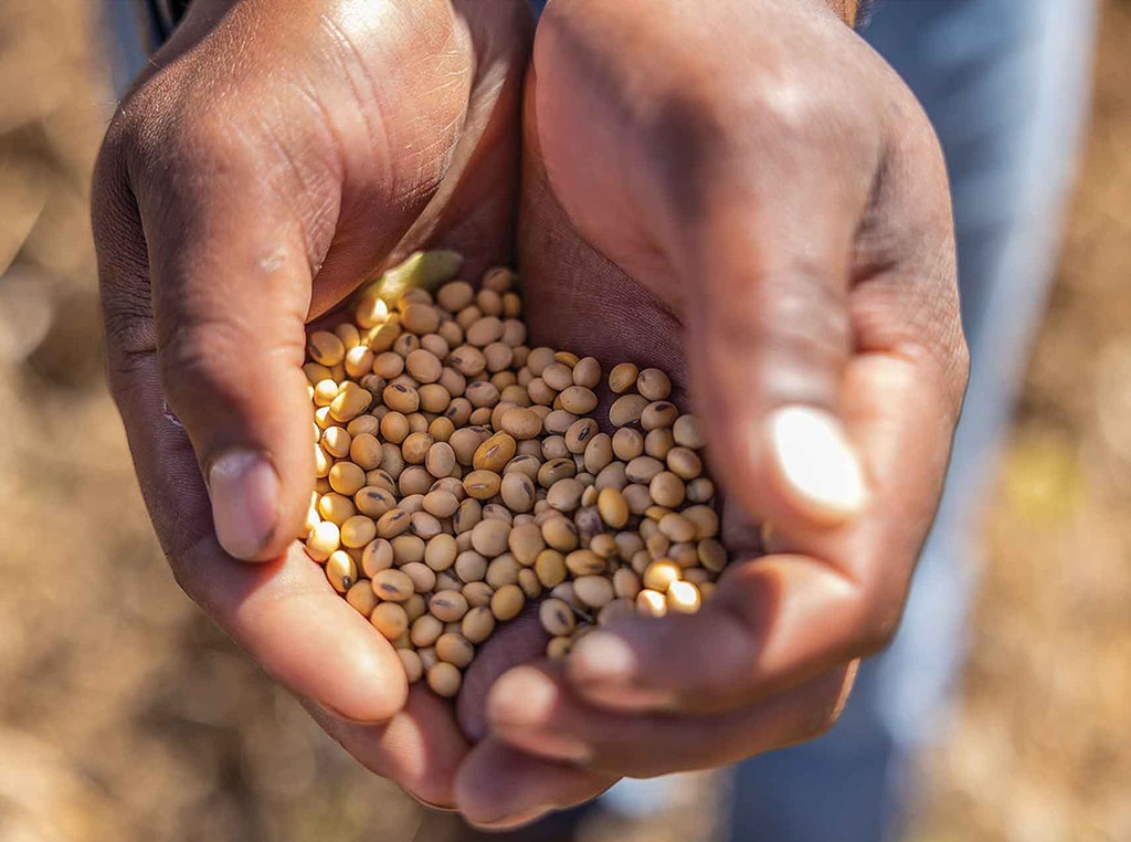 soybeans in cupped hands