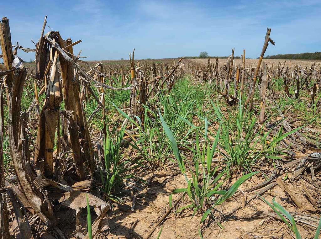 cover crops