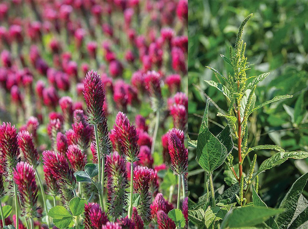 cover crop flowers and cover crop bud