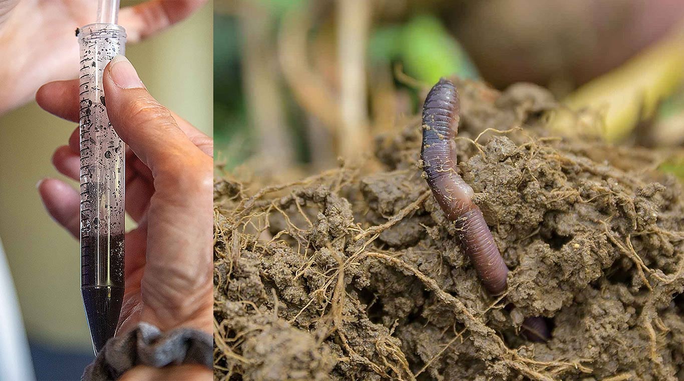 soil in water in a test tube and an earthworm in dirt