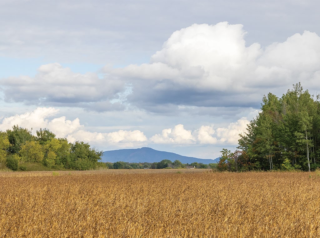 soybean field with mountain in the distance