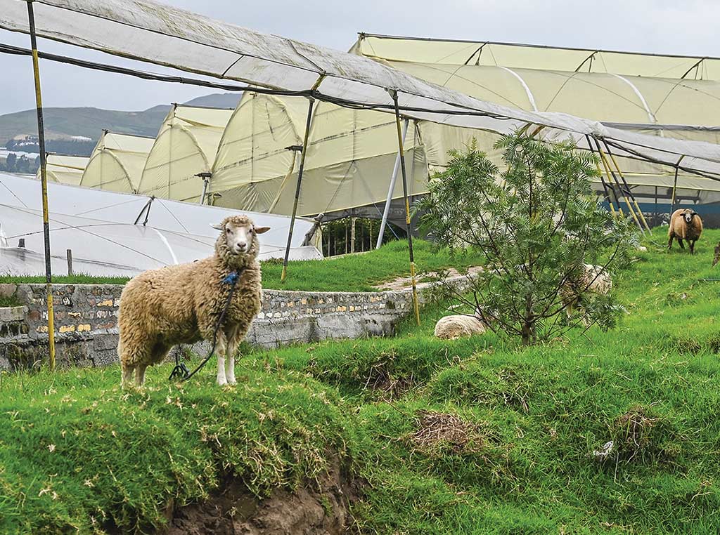 sheep in grass