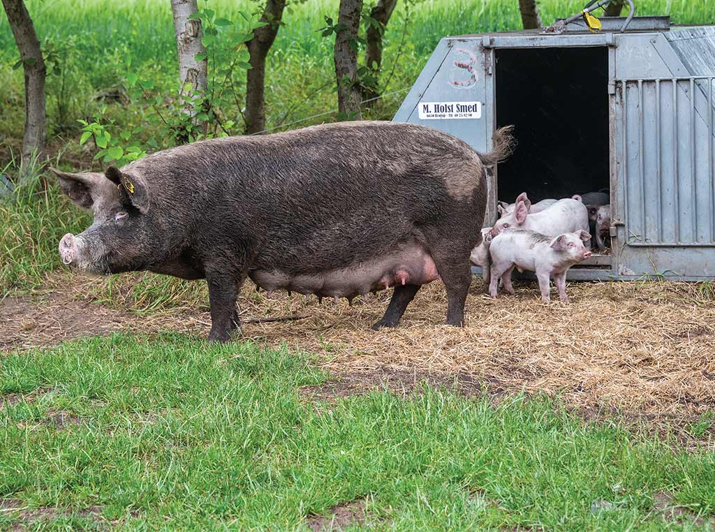 large hog standing in front of piglets inside of steel hut