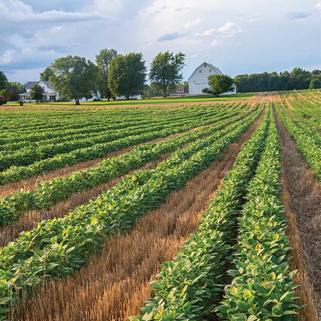 a soybean field