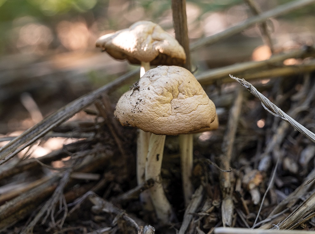 closeup of mushrooms in underbrush