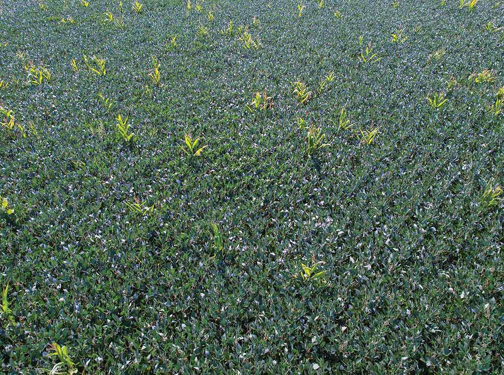 soybean field