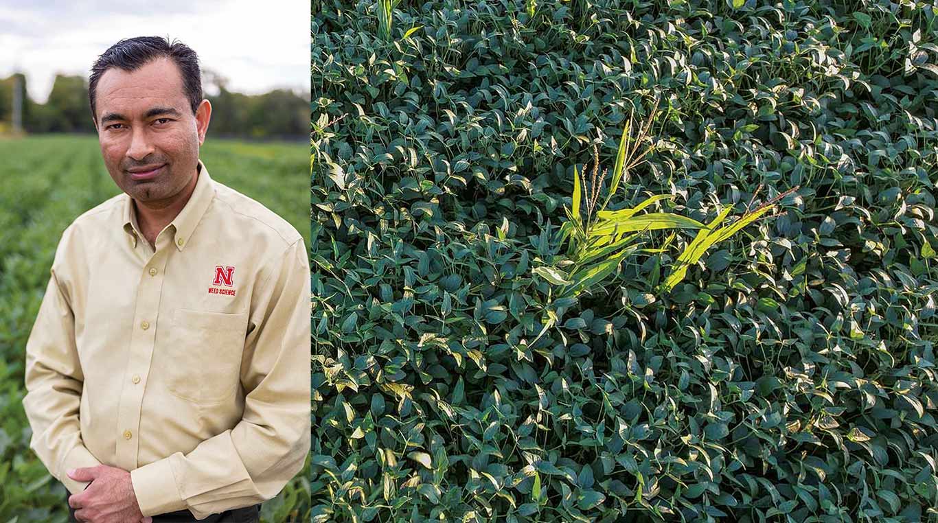 Amit Jhala in soybean field