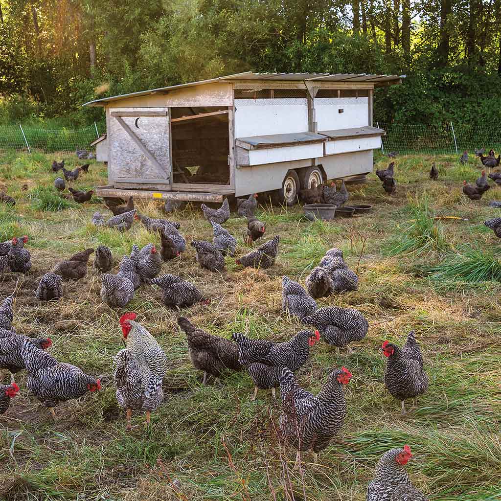 chickens in a field in front of a farm stand