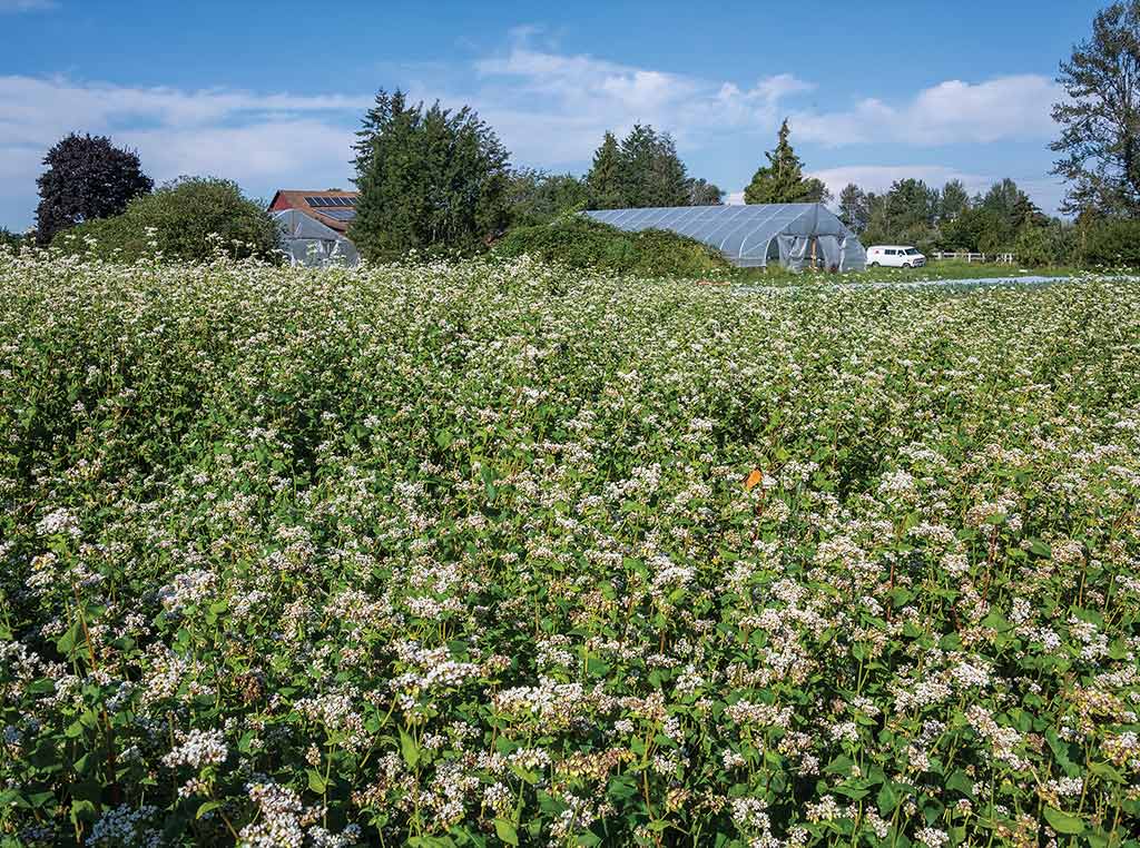 a field of buckwheat with a farm building in the background