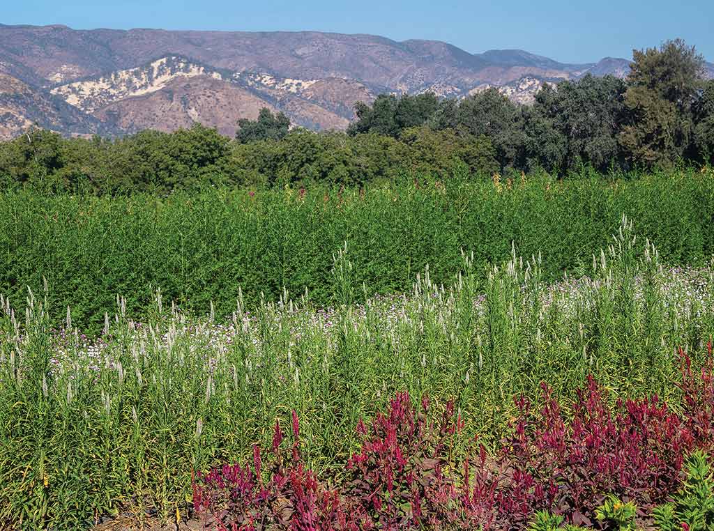 a field of flowers with mountains in the background