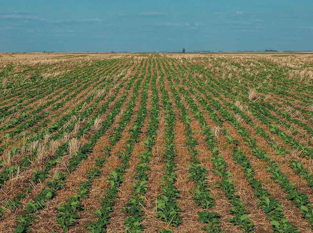 wide view of yellow farm field with blue sky above