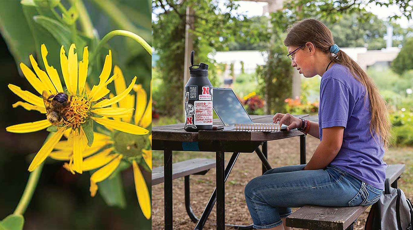bumble bee on a daisy and a woman sitting at an outdoor table facing a laptop computer