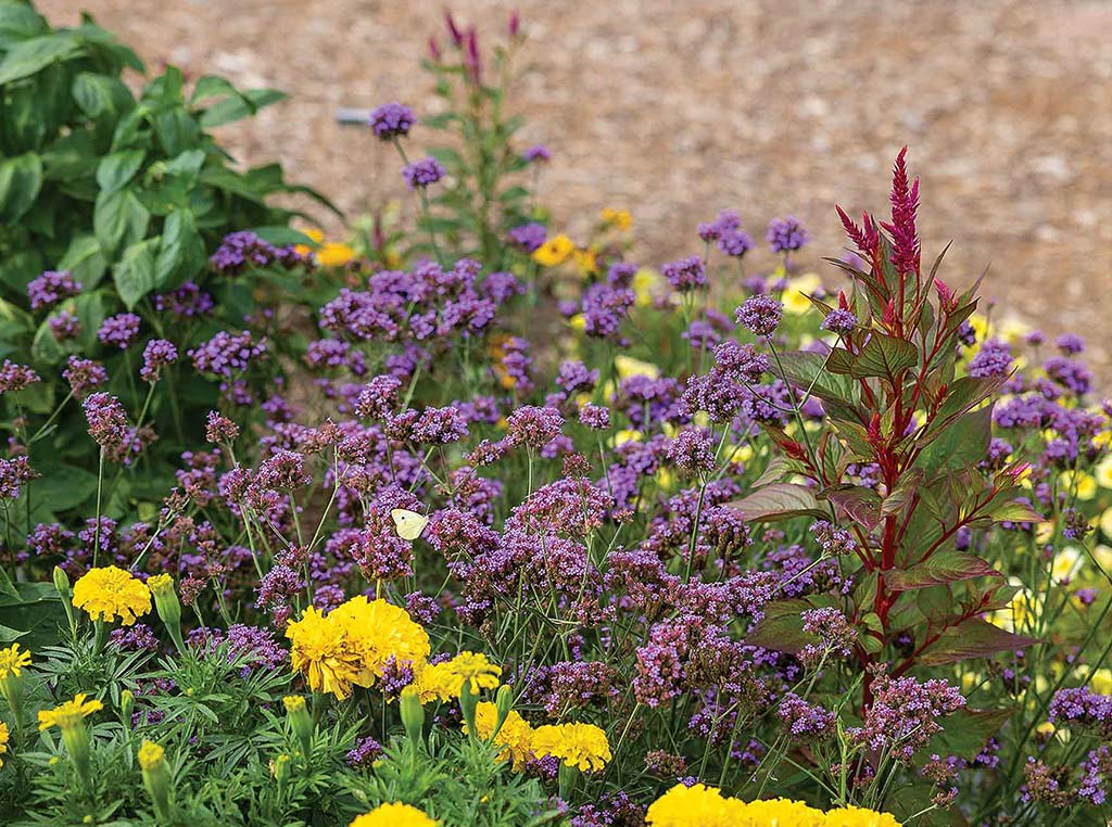 closeup of flower bed with purple red and yellow flowers