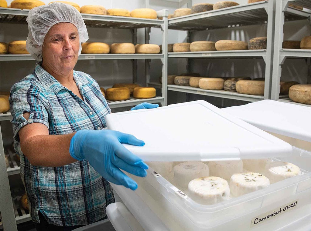 woman placing lid over container of small cheese wheels